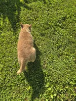 Husky Red and white Female , a female Siberian Husky for sale in Avon, IL – 4 of 4