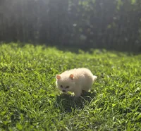 White Female Pomeranian , a female Pomeranian for sale in Avon, IL – 4 of 7