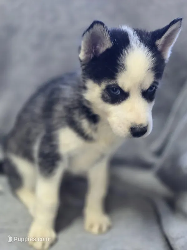 Siberian Husky Female 1 – Siberian Husky puppy for sale in Avon, IL