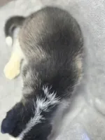 Siberian Husky Female 1, a female Siberian Husky for sale in Avon, IL – Photo 3 of 3