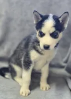 Siberian Husky Female 1, a female Siberian Husky for sale in Avon, IL – Photo 2 of 3