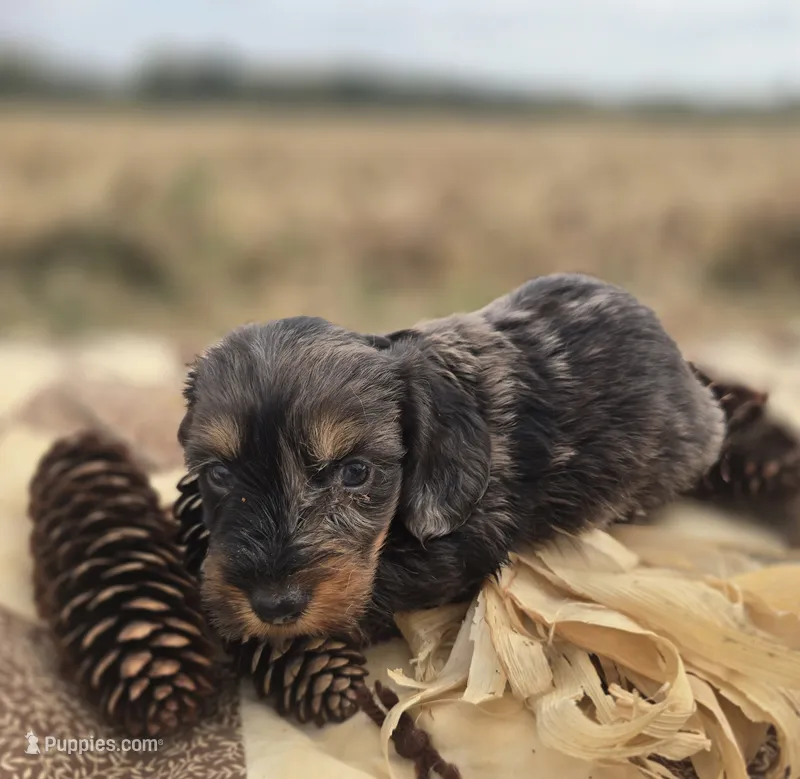 Longhaired Male Dapple Miniature Dachshund  – Miniature Dachshund puppy for sale in Avon, IL