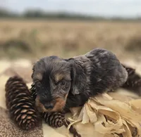Longhaired Male Dapple Miniature Dachshund , a male Miniature Dachshund for sale in Avon, IL – 1 of 5