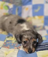 Female Dapple Longhaired Miniature Dachshund , a female Miniature Dachshund for sale in Avon, IL – 5 of 5