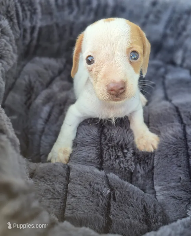 Blue eye Female – Miniature Dachshund puppy for sale in Avon, IL