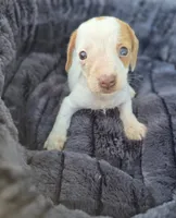 Blue eye Female, a female Miniature Dachshund for sale in Avon, IL – 1 of 4