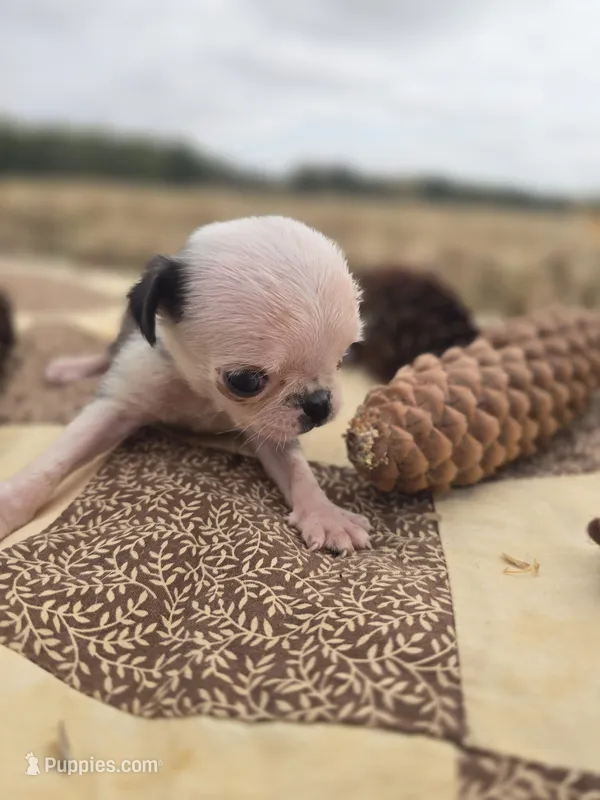 Female 2 Pug – Pug puppy for sale in Avon, IL