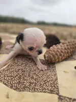 Female 2 Pug, a female Pug for sale in Avon, IL – 1 of 4