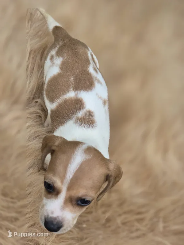 Piebald Female  – Miniature Dachshund puppy for sale in Avon, IL