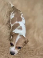 Piebald Female , a female Miniature Dachshund for sale in Avon, IL – 1 of 4