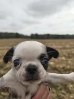 Female Pug, a female Pug for sale in Avon, IL – 1 of 5