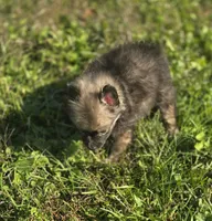 Charcoal Male Pomeranian , a male Pomeranian for sale in Avon, IL – 1 of 4