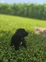 Black Female Toy Poodle , a female Poodle - Toy  for sale in Avon, IL – 2 of 4