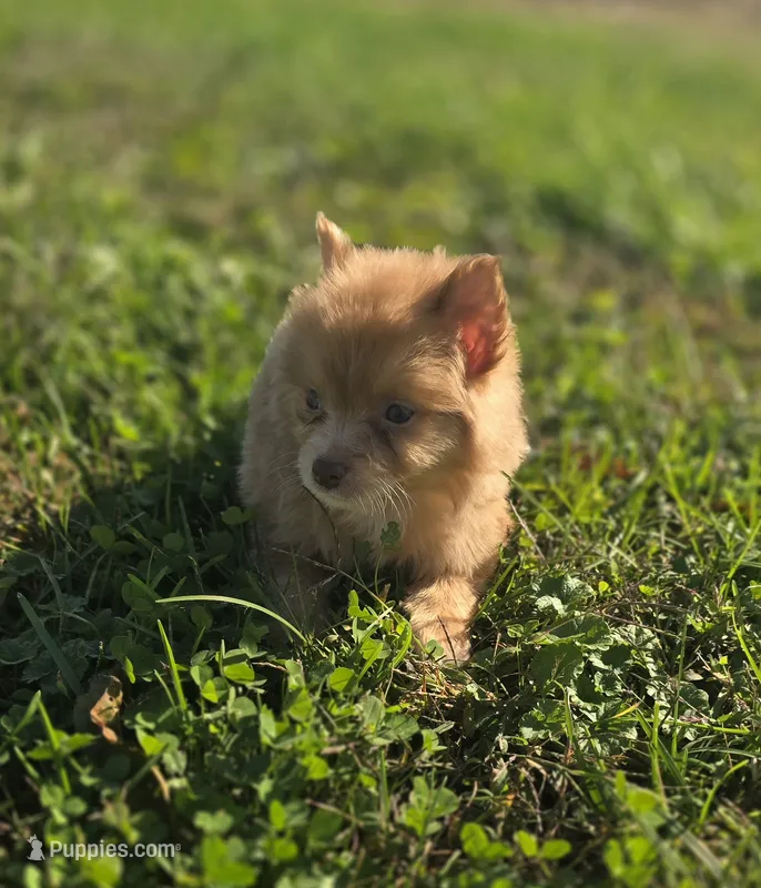 Male Pomeranian  – Pomeranian puppy for sale in Avon, IL