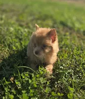 Male Pomeranian , a male Pomeranian for sale in Avon, IL – 1 of 4