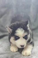 Siberian Husky F1, a female Siberian Husky for sale in Avon, IL – Photo 2 of 5