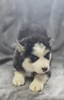 Siberian Husky F1, a female Siberian Husky for sale in Avon, IL – Photo 4 of 5