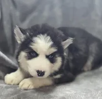 Siberian Husky F1, a female Siberian Husky for sale in Avon, IL – Photo 3 of 5