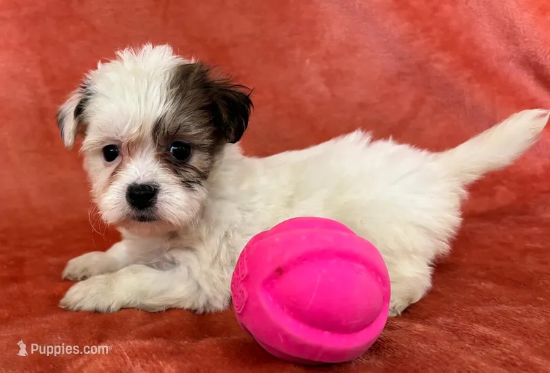 Female 1 Teddy Bear , a female Bichon Frise and Shih Tzu for sale in Avon, IL – Photo 1 of 1