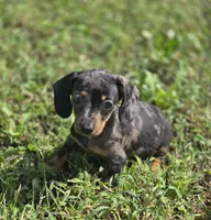 Dapple Male 1, a male Miniature Dachshund for sale in Avon, IL – 6 of 6