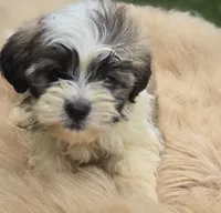 Teddy Bear Male 3, a male Bichon Frise and Shih Tzu for sale in Avon, IL – 2 of 4