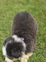 Mini Aussie  Female 4, a female Miniature Australian Shepherd for sale in Avon, IL – 3 of 5