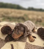 Female Dapple Miniature Dachshund , a female Miniature Dachshund for sale in Avon, IL – 3 of 6