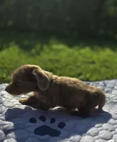 Chocolate Dapple Male with Blue Eyes , a male Miniature Dachshund for sale in Avon, IL – 3 of 8