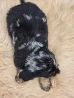 Longhaired Silver Dapple Male , a male Miniature Dachshund for sale in Avon, IL – 6 of 6
