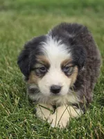Mini Aussie  Female 4, a female Miniature Australian Shepherd for sale in Avon, IL – 4 of 5