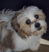 Sweet Teddy Bear, a female Bichon Frise and Shih Tzu for sale in Avon, IL – 2 of 2