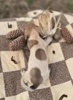Male 2 Miniature Dachshund , a male Miniature Dachshund for sale in Avon, IL – 5 of 5