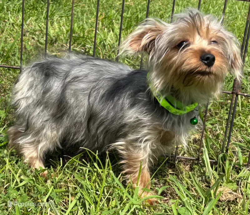 Male Yorkie  – Yorkshire Terrier puppy for sale in Avon, IL