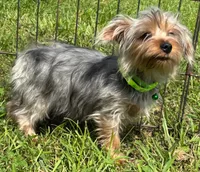 Male Yorkie , a male Yorkshire Terrier for sale in Avon, IL – 1 of 3