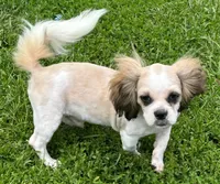 Shih Tzu Male 2, a male Shih Tzu for sale in Avon, IL – 2 of 3