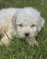 Bichon Frise Male 2, a male Bichon Frise for sale in Avon, IL – 2 of 5