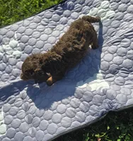 Longhaired Chocolate and Tan Female , a female Miniature Dachshund for sale in Avon, IL – 5 of 5