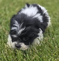 Teddy Bear Male 1, a male Bichon Frise and Shih Tzu for sale in Avon, IL – 2 of 5