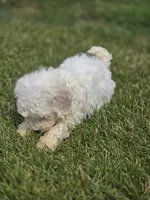 Bichon Frise Male 1, a male Bichon Frise for sale in Avon, IL – 3 of 4