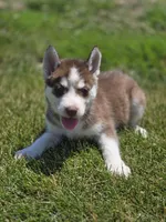 Red and White Female 1, a female Siberian Husky for sale in Avon, IL – 2 of 3