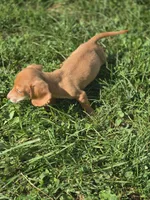 Miniature Dachshund Female , a female Miniature Dachshund for sale in Avon, IL – 2 of 8