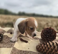 Female Piebald Miniature Dachshund , a female Miniature Dachshund for sale in Avon, IL – 2 of 5