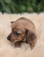 Miniature Dachshund Female 1, a female Miniature Dachshund for sale in Avon, IL – 4 of 5