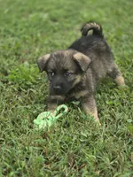 Norwegian Elkhound Male , a male Norwegian Elkhound for sale in Avon, IL – 4 of 4
