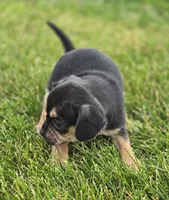 Puggle Female , a female Puggle for sale in Avon, IL – 6 of 6