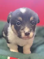 Cody, a male Pembroke Welsh Corgi for sale in Avon, IL – Photo 3 of 4