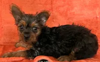 Female Yorkie , a female Yorkshire Terrier for sale in Avon, IL – Photo 3 of 3