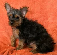Female Yorkie , a female Yorkshire Terrier for sale in Avon, IL – Photo 1 of 3