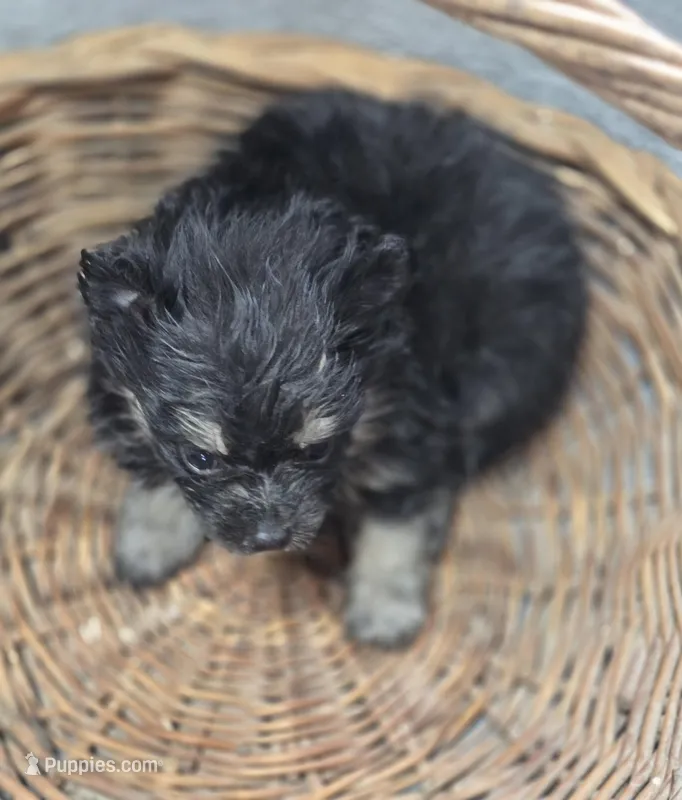 Black and silver Pomeranian Female  – Pomeranian puppy for sale in Avon, IL