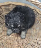 Black and silver Pomeranian Female , a female Pomeranian for sale in Avon, IL – Photo 1 of 4